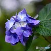 日本寺の紫陽花　ブルー