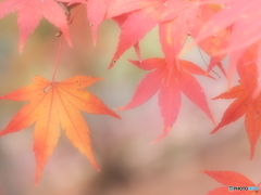 綺麗に染まれ