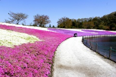 芝桜