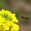 ミツバチハッチの旅