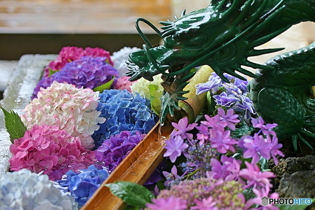 紫陽花寺