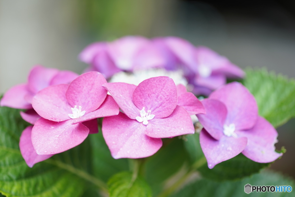 紫陽花の季節　その2