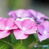紫陽花の季節　その2