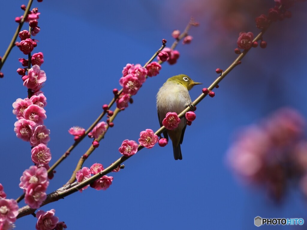 青い空とウメジロー