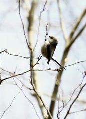 森で見つけた、小鳥