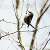 森で見つけた、小鳥