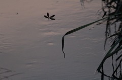 夕焼け蜘蛛とハグロトンボ