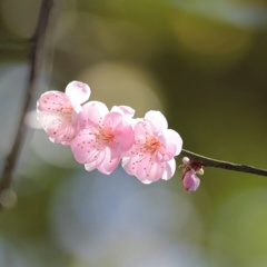 和かな春の日差し