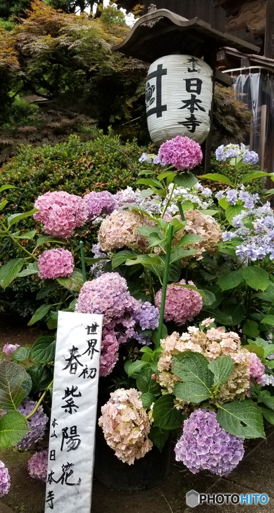 本山　日本寺の紫陽花　　3