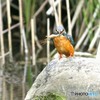 獲ったぞ～☺