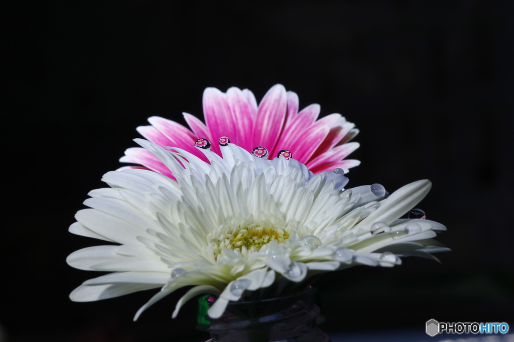 「   雫  」 ガーベラの花より