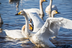 白鳥の羽ばたき