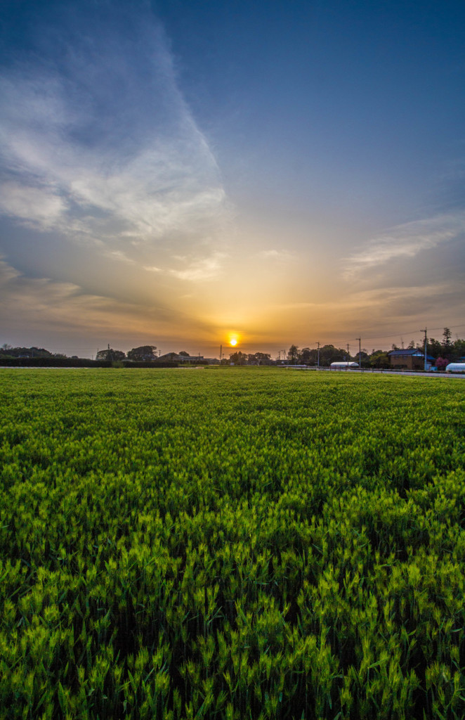 夕暮れの麦畑