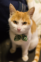 猫猫２