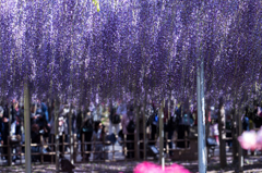 藤紫のカーテン