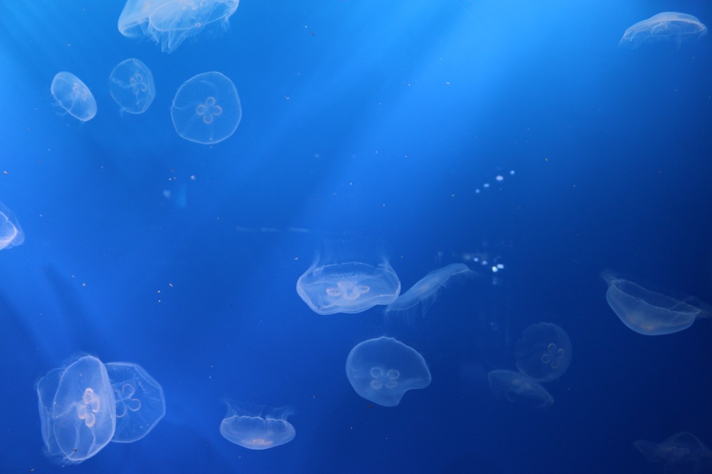 ブルーウオーター