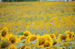 ヒマワリ畑