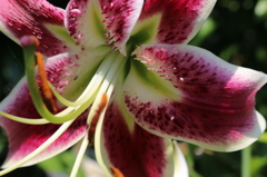 ゆりし決断の日に