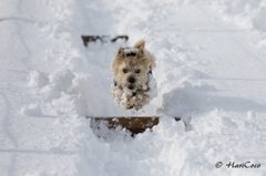 雪まみれでも跳ぶのだ！