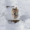 雪まみれでも跳ぶのだ！