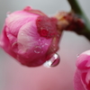 ぷくり