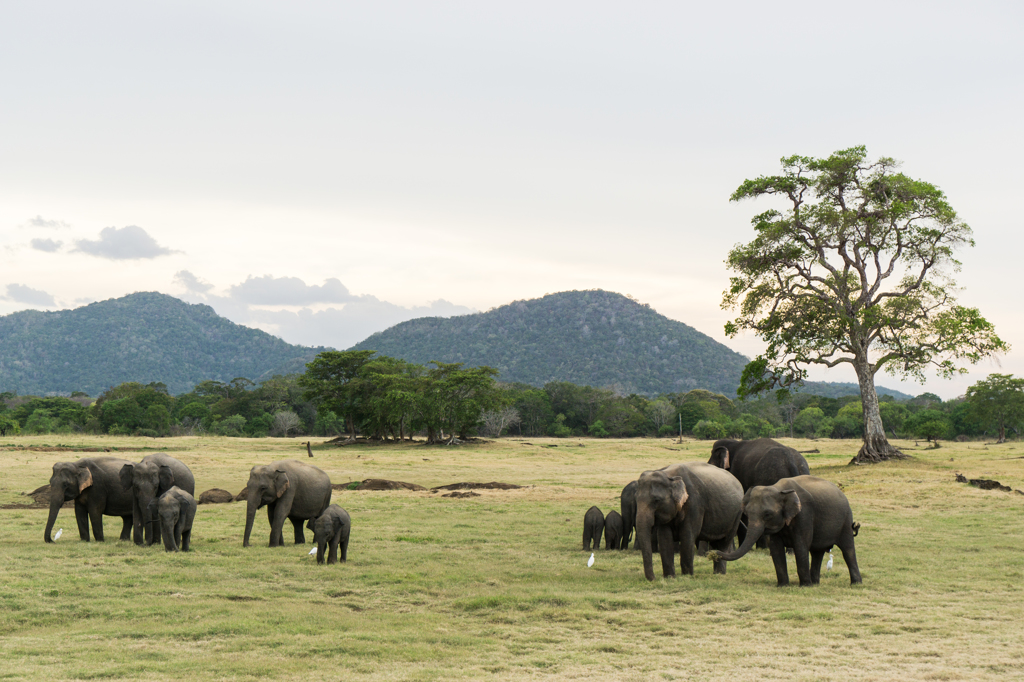 Sri Lanka