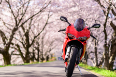 Sakura Panigale