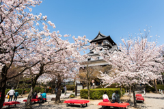 犬山城と桜