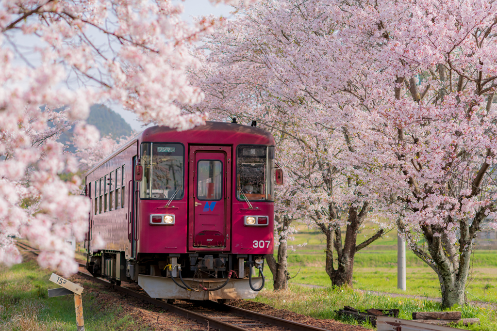 桜浪漫