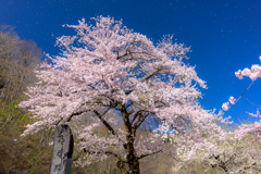 荘川桜