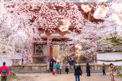 醍醐の花見