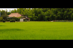 記憶の田園