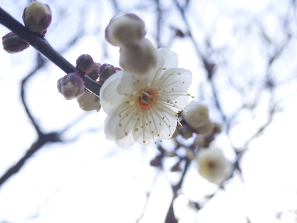 春は明日