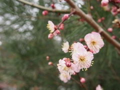 梅1(北野天満宮)