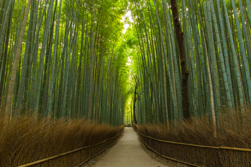 竹林の道-3