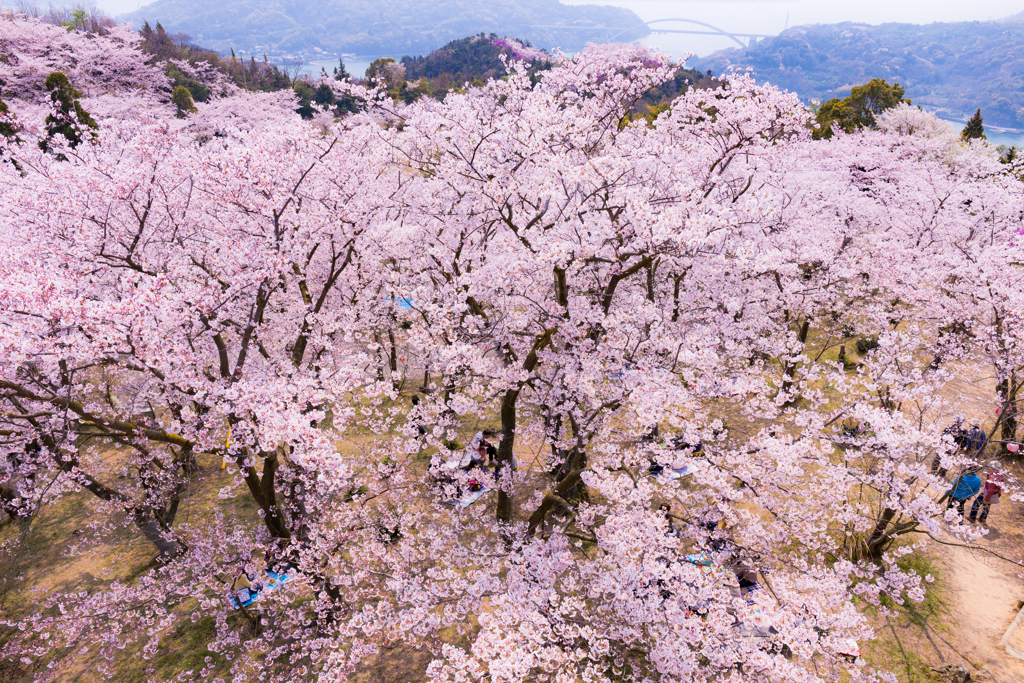 開山公園