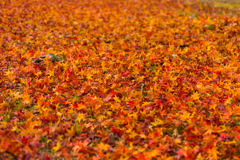 紅葉の絨毯。。。