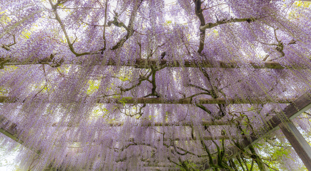 三永の藤-1
