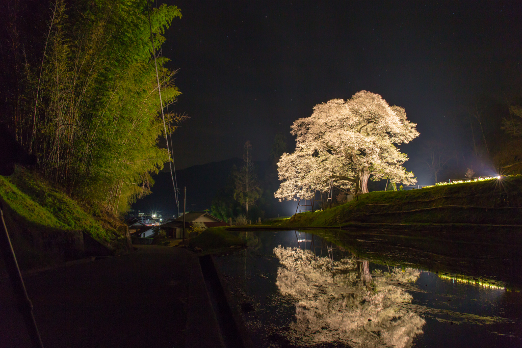 小奴可の要害桜-4