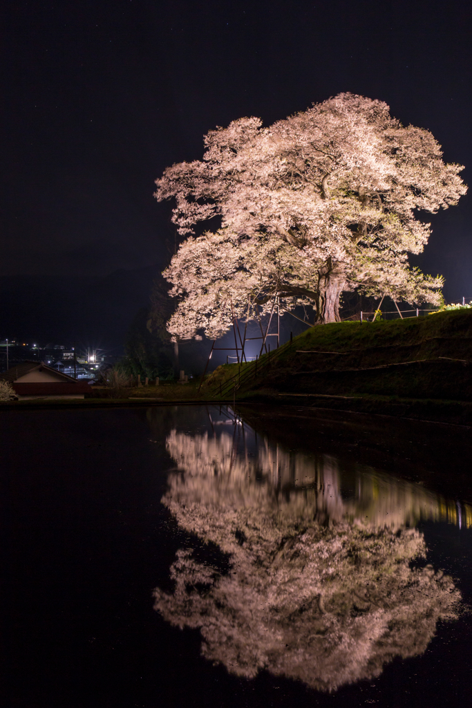 小奴可の要害桜-1