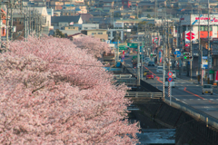桜並木。。。