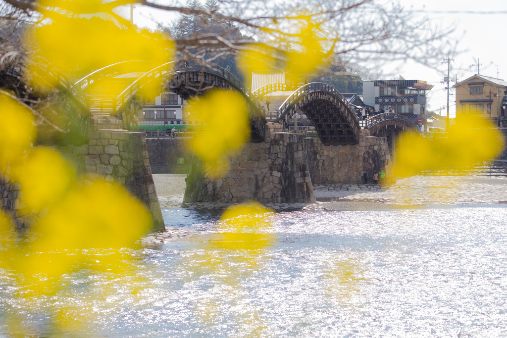 菜の花と錦帯橋-2