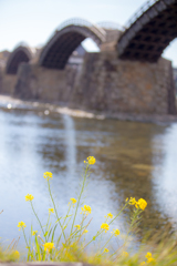 菜の花と錦帯橋-1