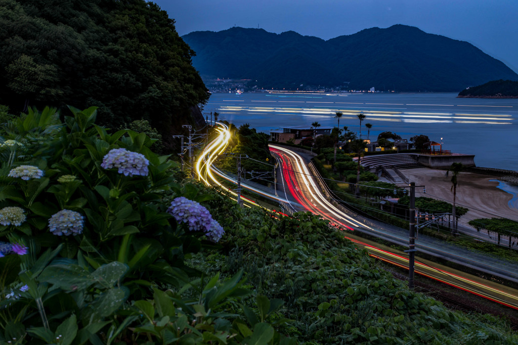 紫陽花とレーザービーム