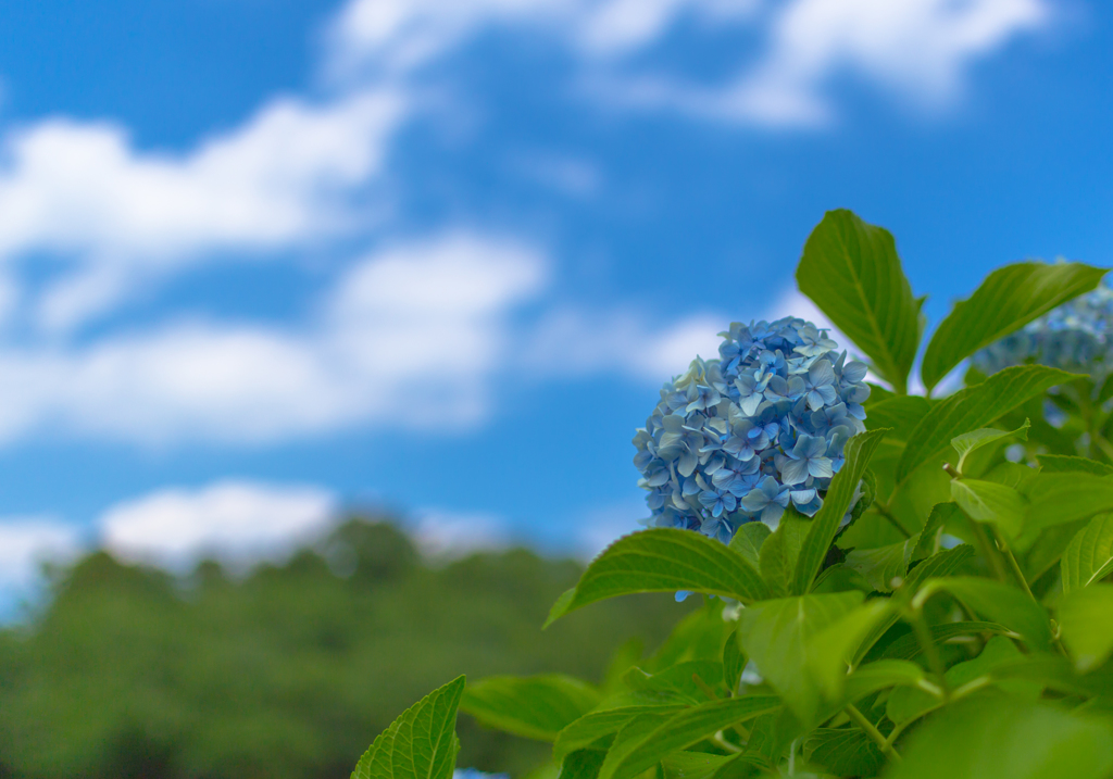 紫陽花と青空。