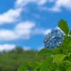 紫陽花と青空。