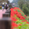 御調の彼岸花-4