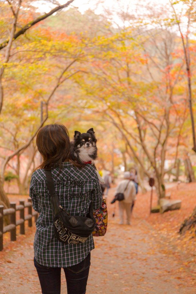 紅葉とチワワと....