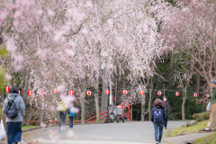 甲山ふれあいの里-1