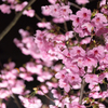 陽光桜-12